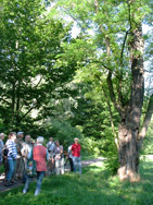 Baumgruppe im &ouml;stlichen Ilmpark