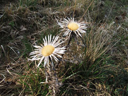 Silberdistel-die Bl&uuml;te des Muschelkalkmagerrasens