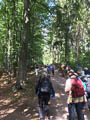 Eingang in den Wald nach der Ravenè-Hütte