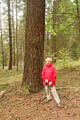 Erika war nur der Maßstab für diese riesigen Bäume! (131K)