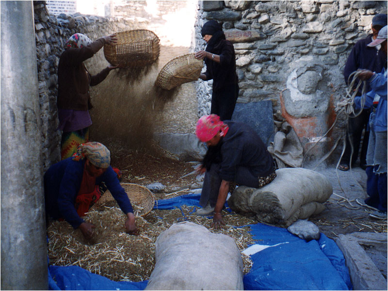 Reinigen der Hirse durch den Fh?nwind.