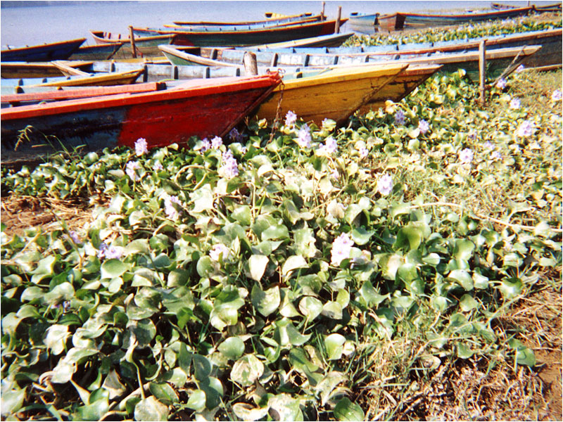 Wasserhyazinthe im Phewa-See.