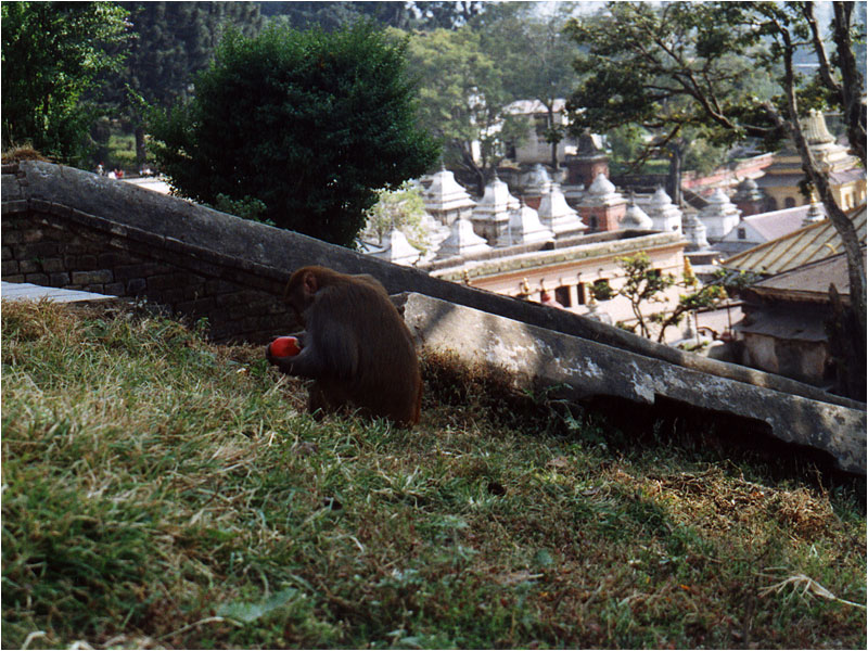 Geklaute Fr?chte schmecken am Besten!