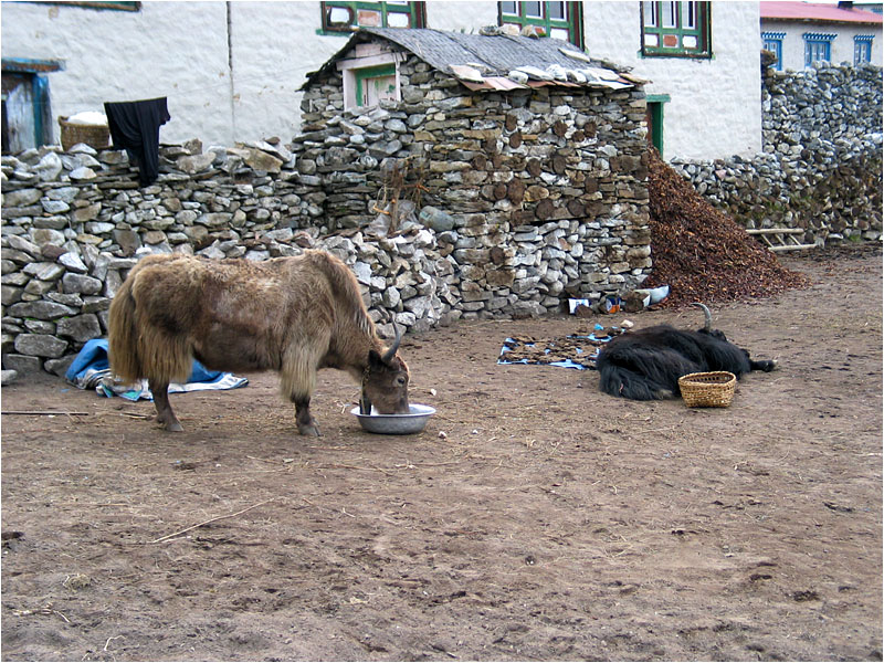 Trocknen von Kuhfladen.
