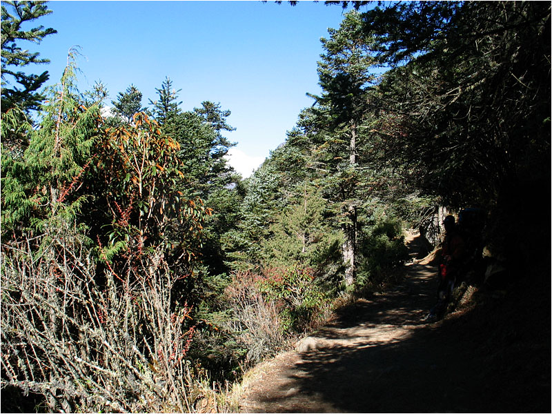 Panoramaweg durch Hemlocktannen.