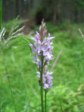 Orchidee am Wegesrand Orchidee am Wegesrand
