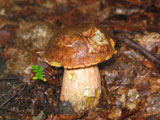 Steinpilz - der Herbst kndigt sich schon an !