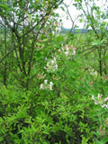 Wilde Waldrebe  -  Clematis