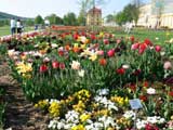 Farbenpracht im Hofwiesenpark - die ueberwaeltigt