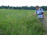 blaue Jahreszeit - Kornblumen am Feldrain