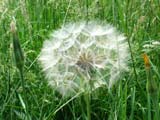 Wunder der Natur Wunder der Natur
