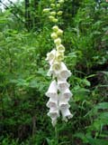 Digitalis purpurea