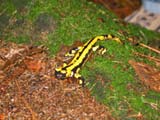 Renate fand ihn wieder - Feuersalamander am Diebskeller- Felsen Renate fand ihn wieder - Feuersalamander am Diebskeller- Felsen