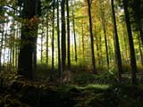 Herbststimmung im Buchenwald