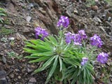 Madeira - Levkoje