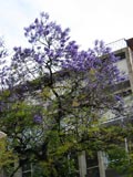 Jacaranda in vollster Blte - nur im Frhjahr zu sehen