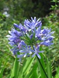 Acapantusblte nicht nur im Botanischen Garten