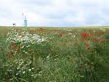 Sommer im Rapsfeld