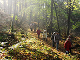 im schnen Herbstwald auf dem Gleicbergen