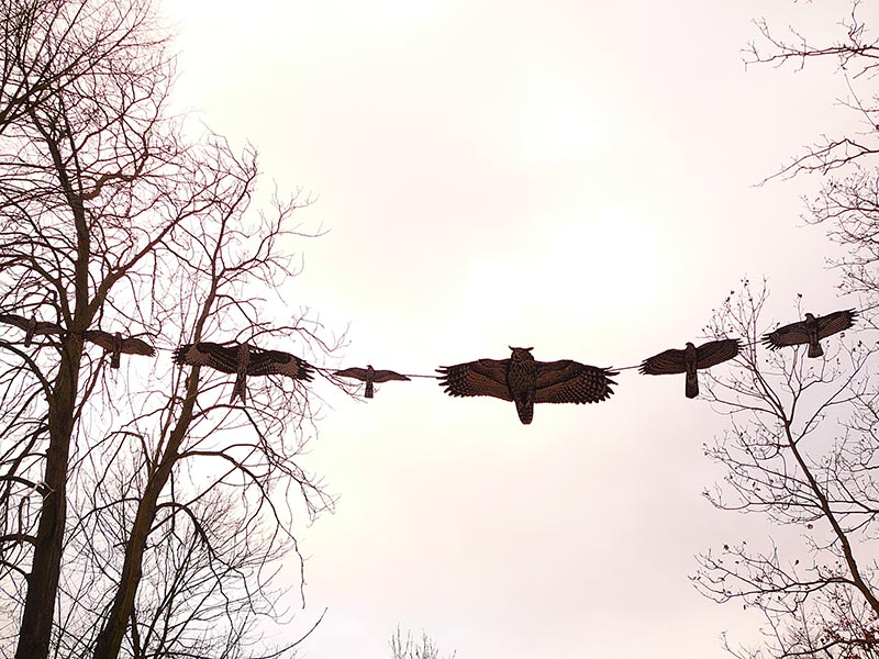 auch die Flugbilder der "Habichtartigen"  (Greifv?gel) werden praktisch dargestellt