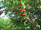 Mirabellen gelb, orange, rot, blau - man mu nur den Mund ffnen