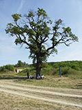 Kastanie an der Wasserstelle des Schfers