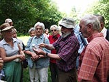 Erklrung der Methamorphose der Insekten durch Dr. Zimmermann