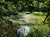 spiegelndes Laichkraut auf dem Bocksee