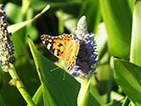 ein Distelfalter - im Sommer ein schnes Fotomotiv