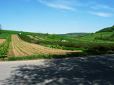 vereinzelt sieht man noch Pfingstrosenfelder am Dorfrand