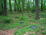 historischer Waldfriedhof der Salzmannschule in Schnepfenthal