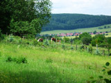 am Paradiesrandweg standen Haflinger mit Fohlen