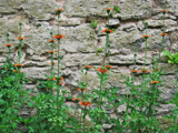 Brandkraut im Arboretum auf dem historischen Friedhof