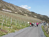 Saalhuser Weinberge