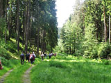 herrliche Waldwege entschdigen fr das "Leistungswandern" mit 4,9 km/h