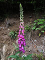 Digitalis pupurea - der gemeine Fingerhut - eine sehr imposante Blume am Wegesrand