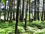 Jdischer Friedhof aus dem 18.- 19. Jhdt. mitten im Wald bei Lomnicka