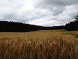 die Braugerste wird schon gelb - der Herbst ist nicht mehr weit