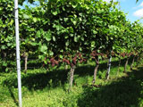 in den Weinbergen des Prinzen zur Lippe in den Weinbergen des Prinzen zur Lippe