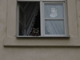 der Schloherr rkelt sich im Fenster