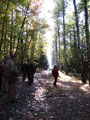 viele Farben im Herbstwald an der Birkenallee