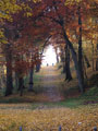 herrliches Herbstlaub im Schlopark Sondershausen