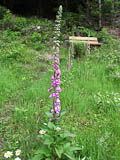 Digitalis purpurea - gerade im Wachstumsbeginn