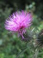 Welche Wunder der Natur so am Wegesrand entstehen - Gemeine Kratzdistel