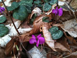 Cyclamen (Alpenveilchen) am 7.3.2012 mit dem i-phone aufgenommen