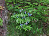 Frhlingsblatterbse - Werner Reiners "Gartenorchidee"