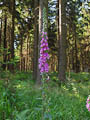 Digitalis purpurea - es ist die Zeit des Fingerhuts