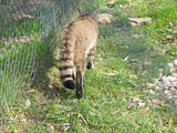 die markanten Kennzeichen einer Wildkatze - schwarze Schwanzspitze und schwarze Hinterlaufsohlen