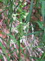 auch Waldhyazinthen stehen zwischen den anderen Orchideen