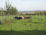 Zebu-Herden pflegen den Rasen unter den Obstplantagen